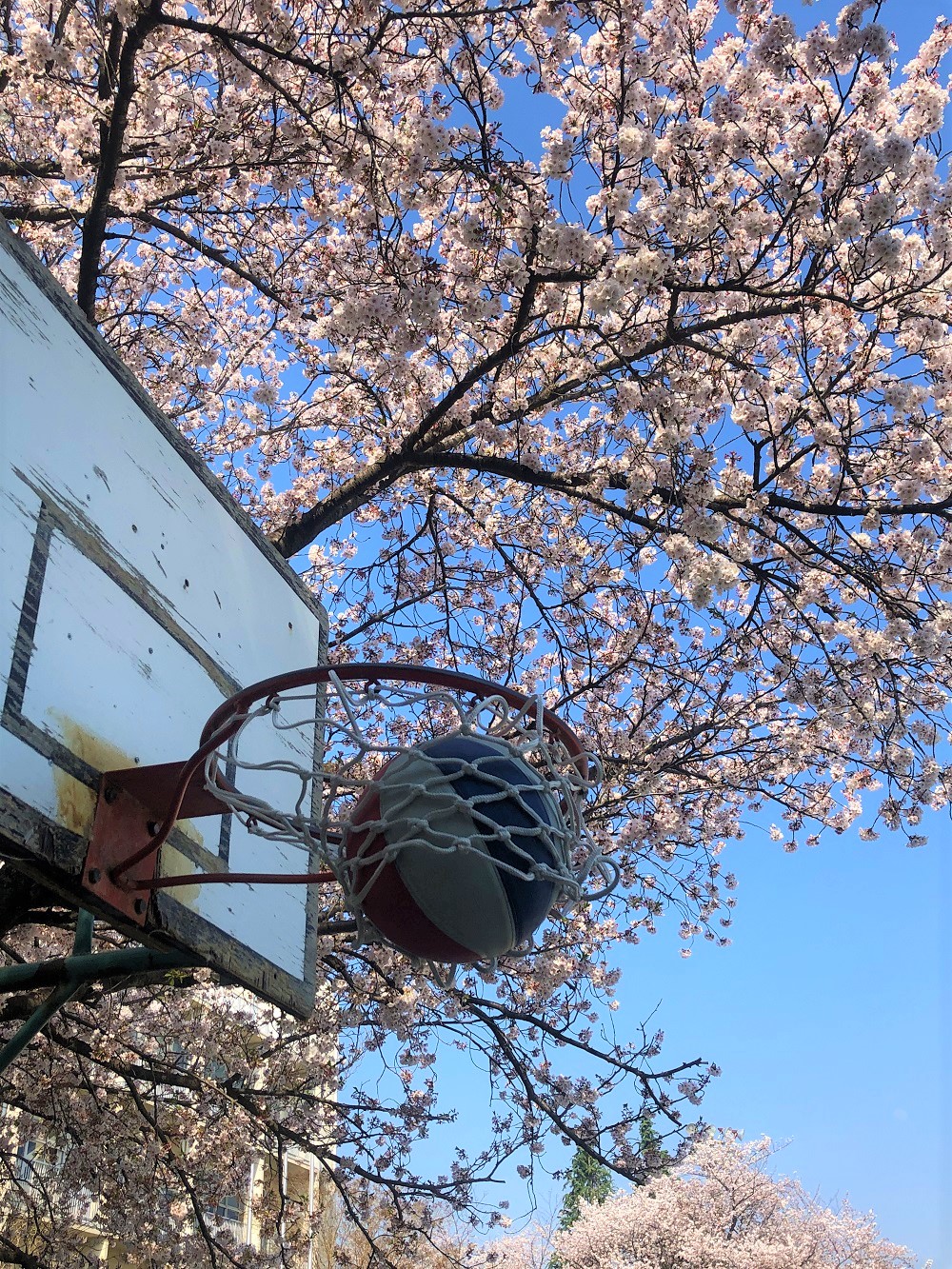 リングと桜の写真 (2)